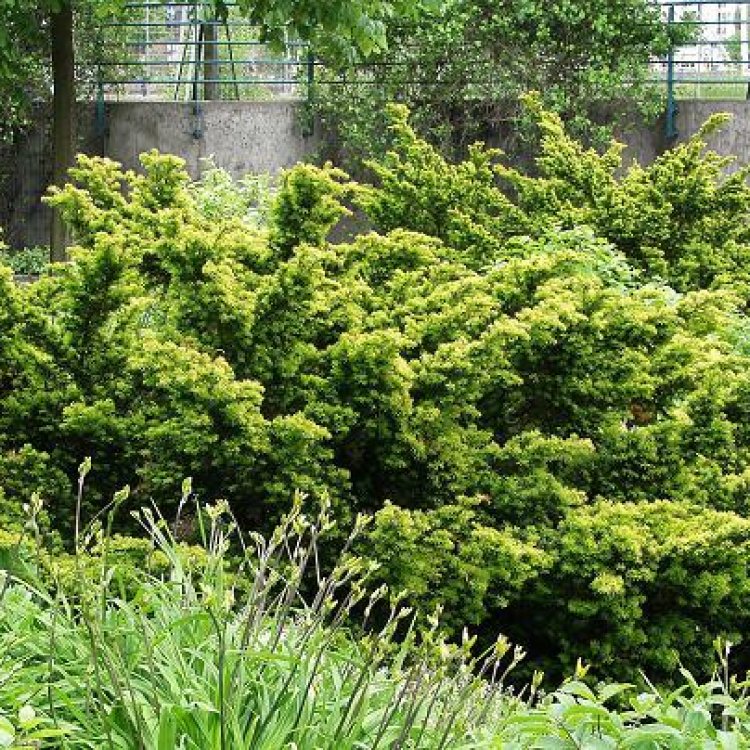 Tis obyčajný (Taxus baccata) ´FARMEN´- výška: 30-50 cm, kont. C5L
